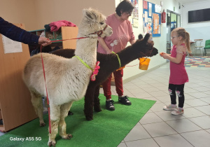 dziewczynka karmi marchewką alpaki
