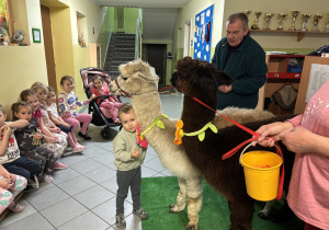 Chłopiec przytula się do alpaki.