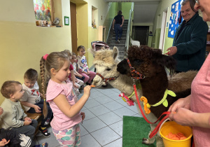 Dziewczynka karmi alpakę.