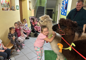 Dziewczynka przytula się do alpaki.