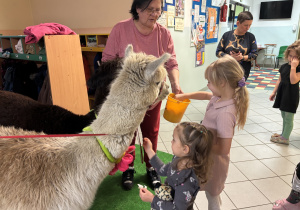 Dziewczynki karmią alpaki.