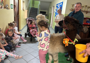 Dziewczynka przytula się do alpaki.