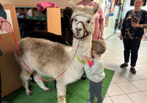 Chłopiec przytula się do alpaki.