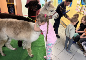 Dziewczynka przytula się do alpaki.