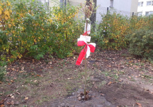 Nasza świeżo posadzona wierzba z zawiązaną biało-czerwoną kokardą.