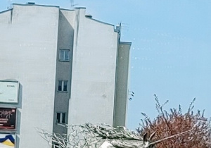 zdjęcie jednorożca
