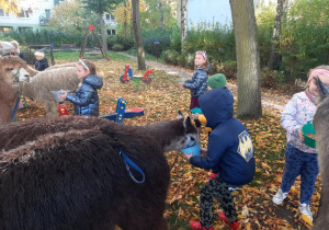 Dzieci karmią alpaki.