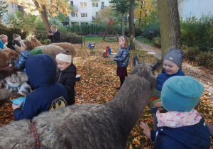 Dzieci karmią alpaki.
