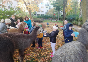 Dzieci karmią alpaki.