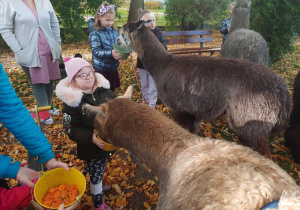 Dzieci karmią alpaki.