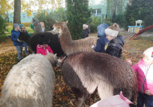 Dzieci karmią alpaki.