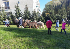 Dzieci spacerują z alpakami.