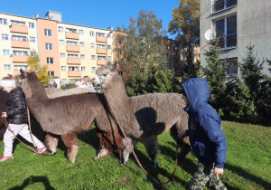Dzieci spacerują z alpakami.