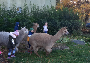 Dzieci spacerują z alpakami.