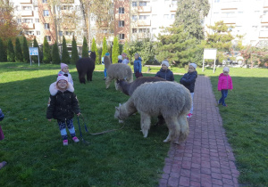 Dzieci spacerują z alpakami.