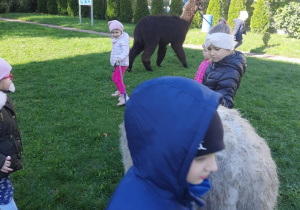 Dzieci spacerują z alpakami.
