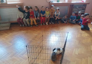 dzieci siedzą na podłodze sali gimnastycznej, przed nimi w klatce widać dwa króliki