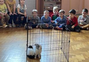 dzieci siedzą dookoła sali gimnastycznej, na środku sali stoi klatka, a w niej 2 króliki