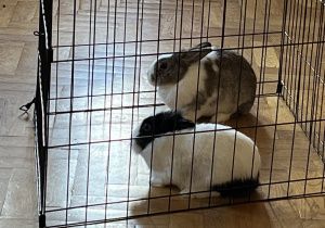 2 małe króliki siedzą w klatce