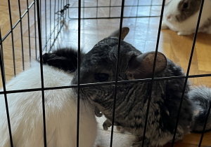 2 małe króliki i szynszyla siedzą w klatce