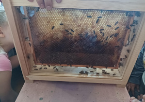 zdjęcie przedstawia domek dla pszczół z jego mieszkańcami