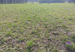 widok na łąkę z krokusami