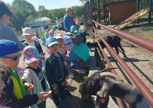 dzieci na wycieczce w Dobroniance, karmią zwierzęta marchewkami