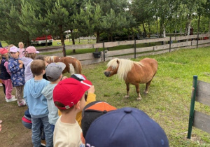 Dzieci oglądają zwierzęta.