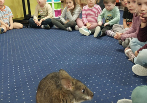Dzieci siedzą w kole na dywanie i obserwują kangura.