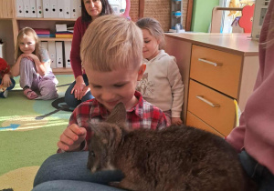 Chłopiec dotyka kangura.