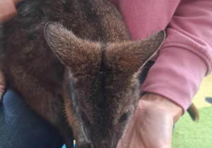 Kangur siedzi na kolanach pani.