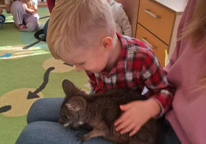 Chłopiec dotyka kangura.