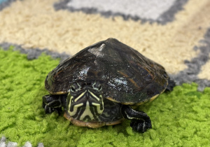 Żółw Groszek na dywanie.