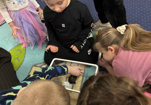 Dzieci obserwują żółwia.