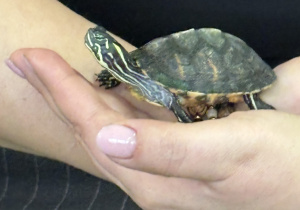 Żółw na ręce.