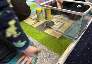 Dzieci obserwują żółwia.