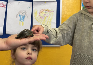 Chłopiec dotyka żółwia.