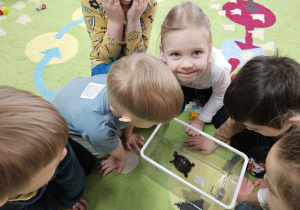 Dzieci obserwują żółwia.