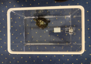 mały żółw w szklanym pojemniku