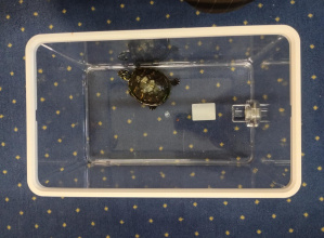 Żółw w II grupie.