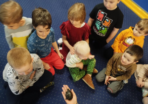 dzieci siedzą na podłodze, przyglądają się małemu żółwiowi