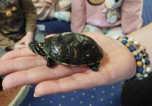 mały żółw na dłoni