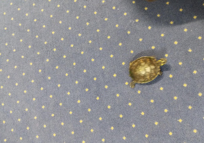 mały żółw na dywanie