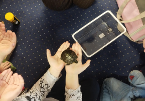 mały żółw na dłoniach dziecka