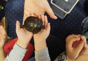 mały żółw na dłoniach dziecka