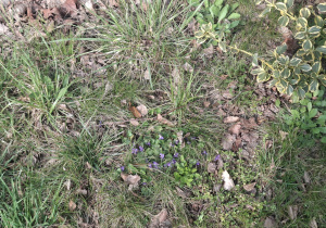 zdjęcie młodej trawy i wiosennych kwiatów