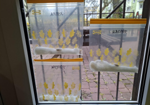 hodowle roślin na parapecie