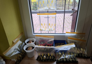 hodowle roślin na parapecie