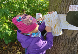 dziewczynka kalkuje korę drzewa