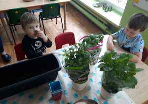 Dzieci siedzą przy stole i poznają zioła.